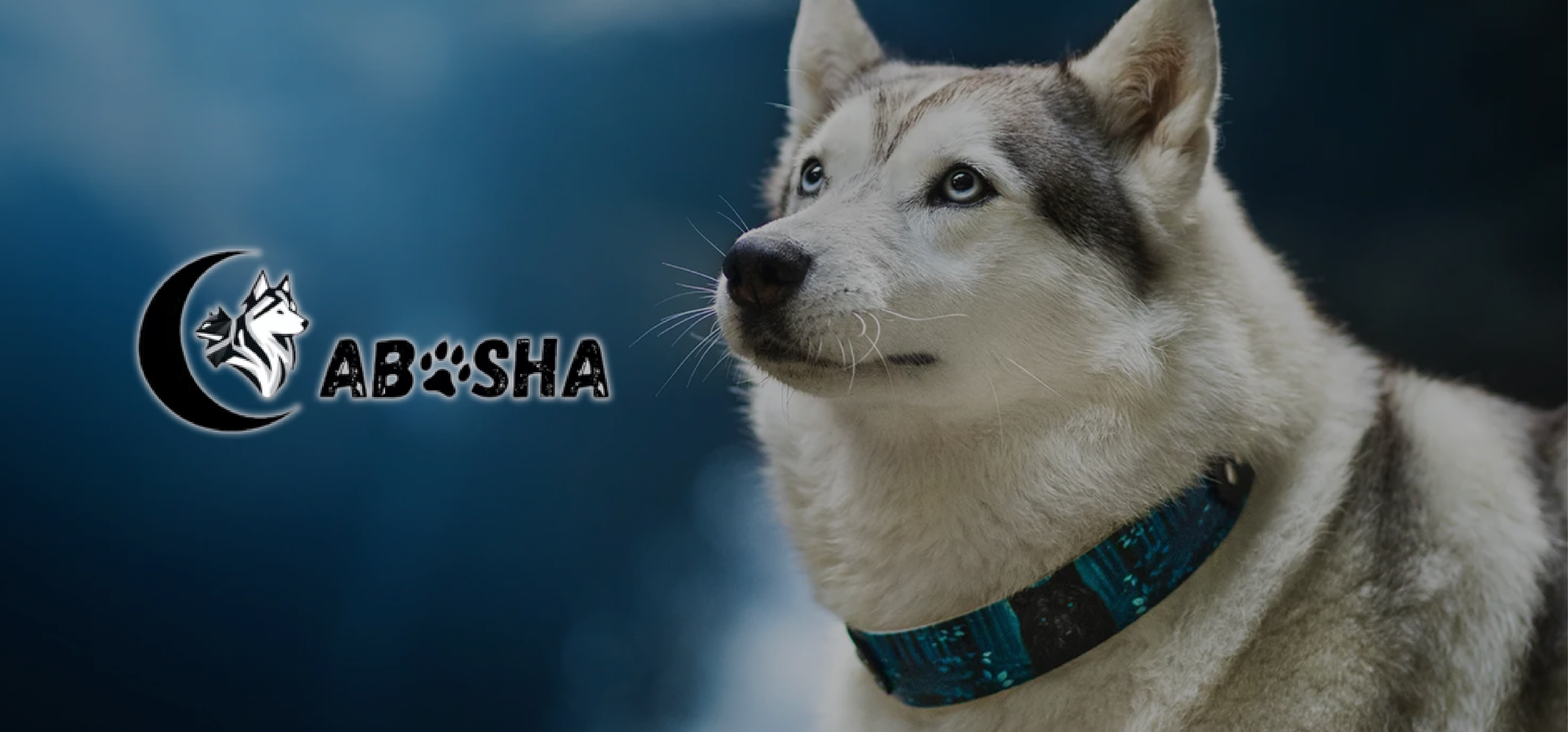 Husky avec collier création Cabosha